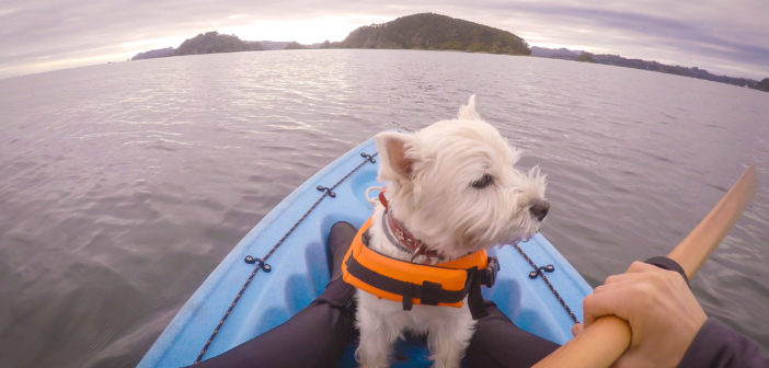 kayaking with your dog